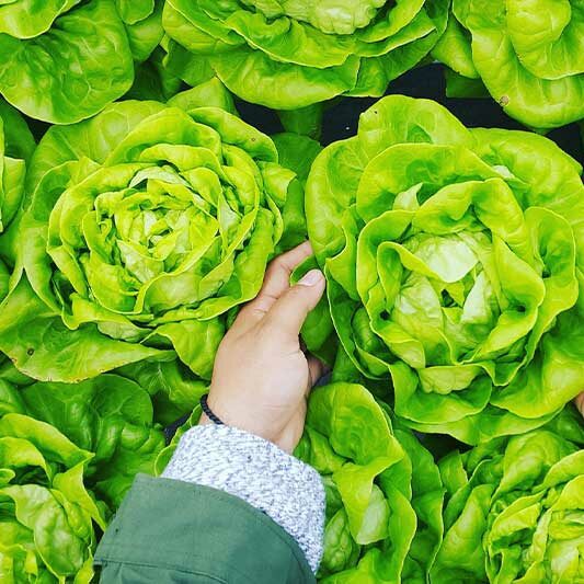 Des salades laitues