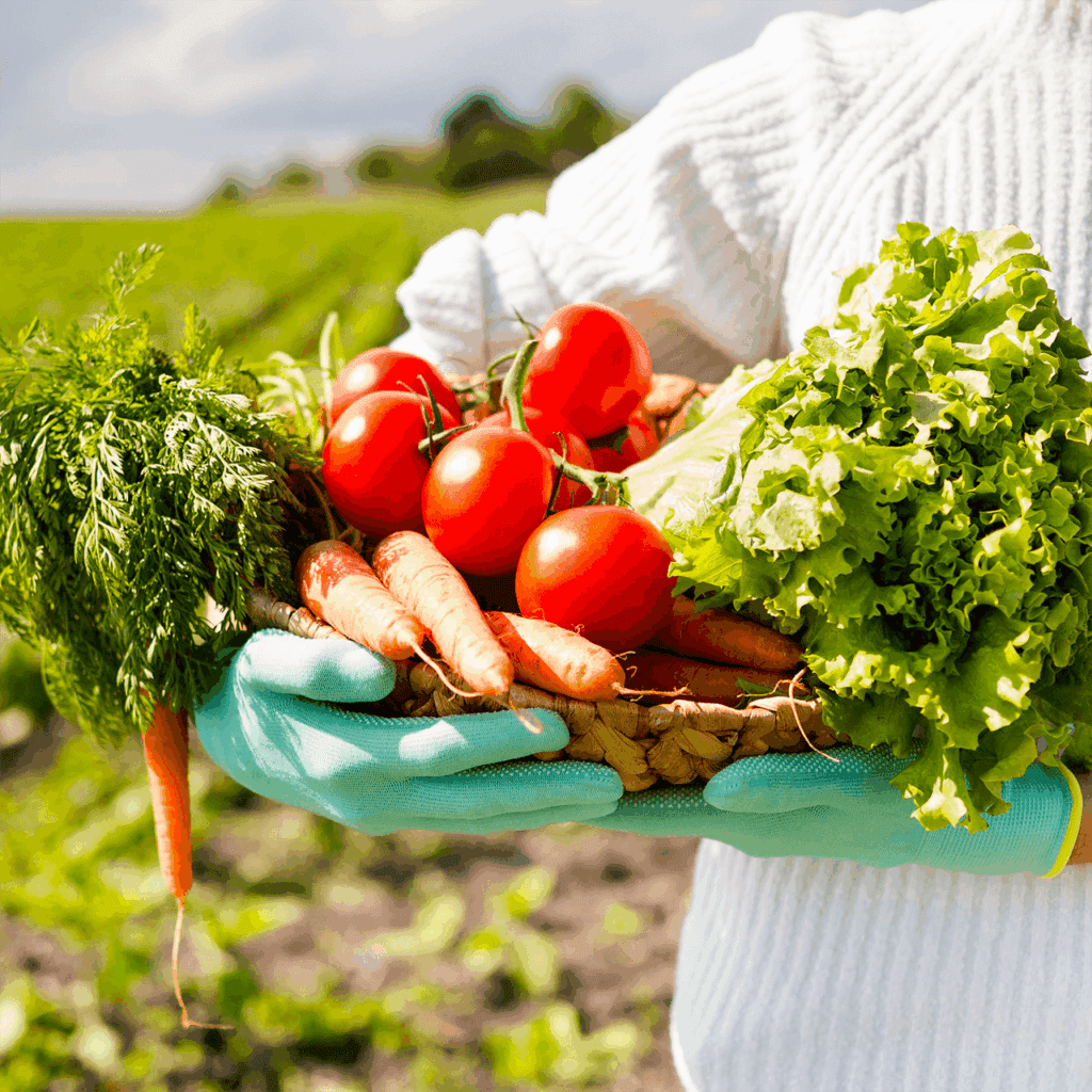 La récolte des tomates et carottes par Sidonie
