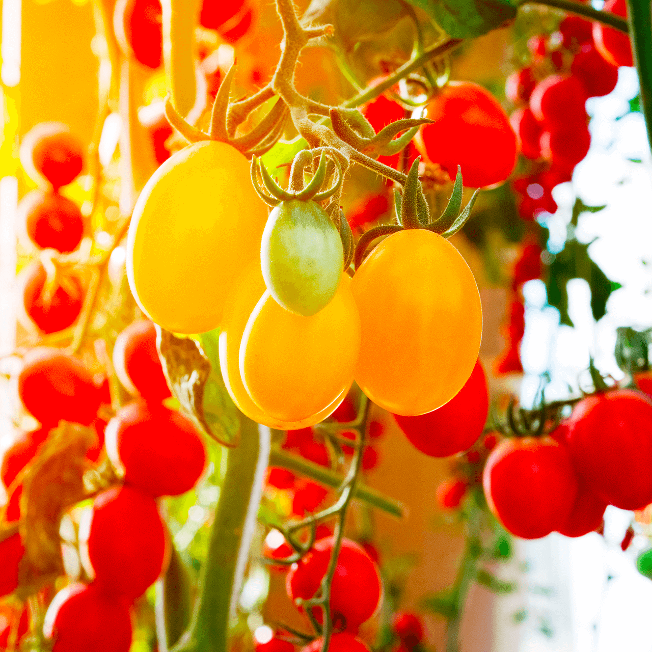 Des variétés de tomates cerises et allongées