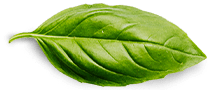 Une feuille de basilic