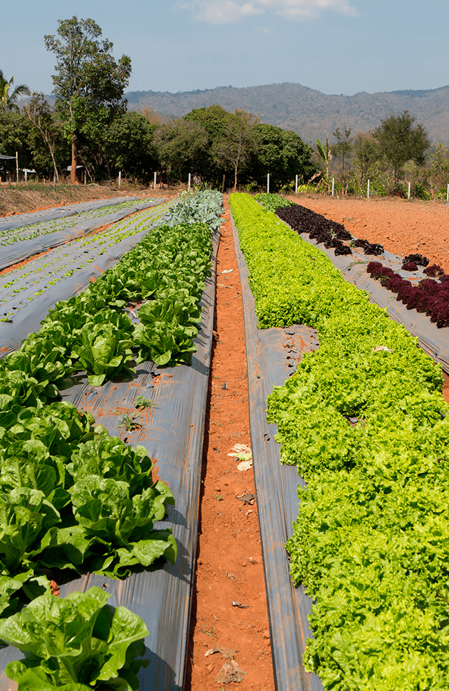 Rangées de plantations dans un champ de l'exploitation : choux et salades.