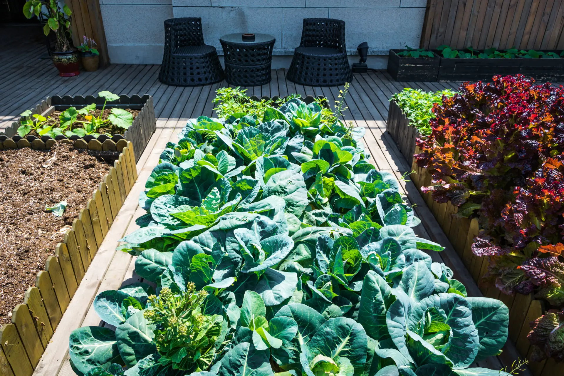 Des légumes dans des bacs en bois