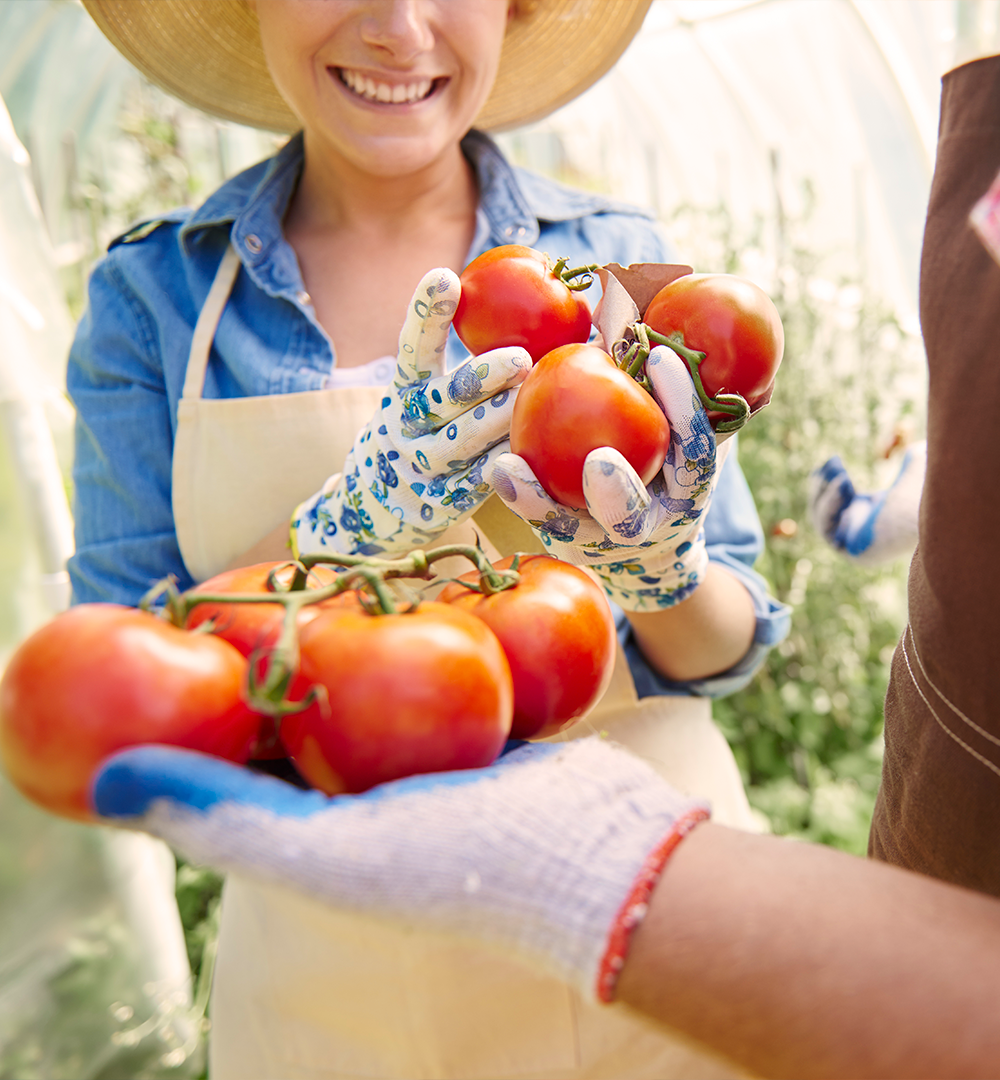 Femme qui tient des tomates dans les mains