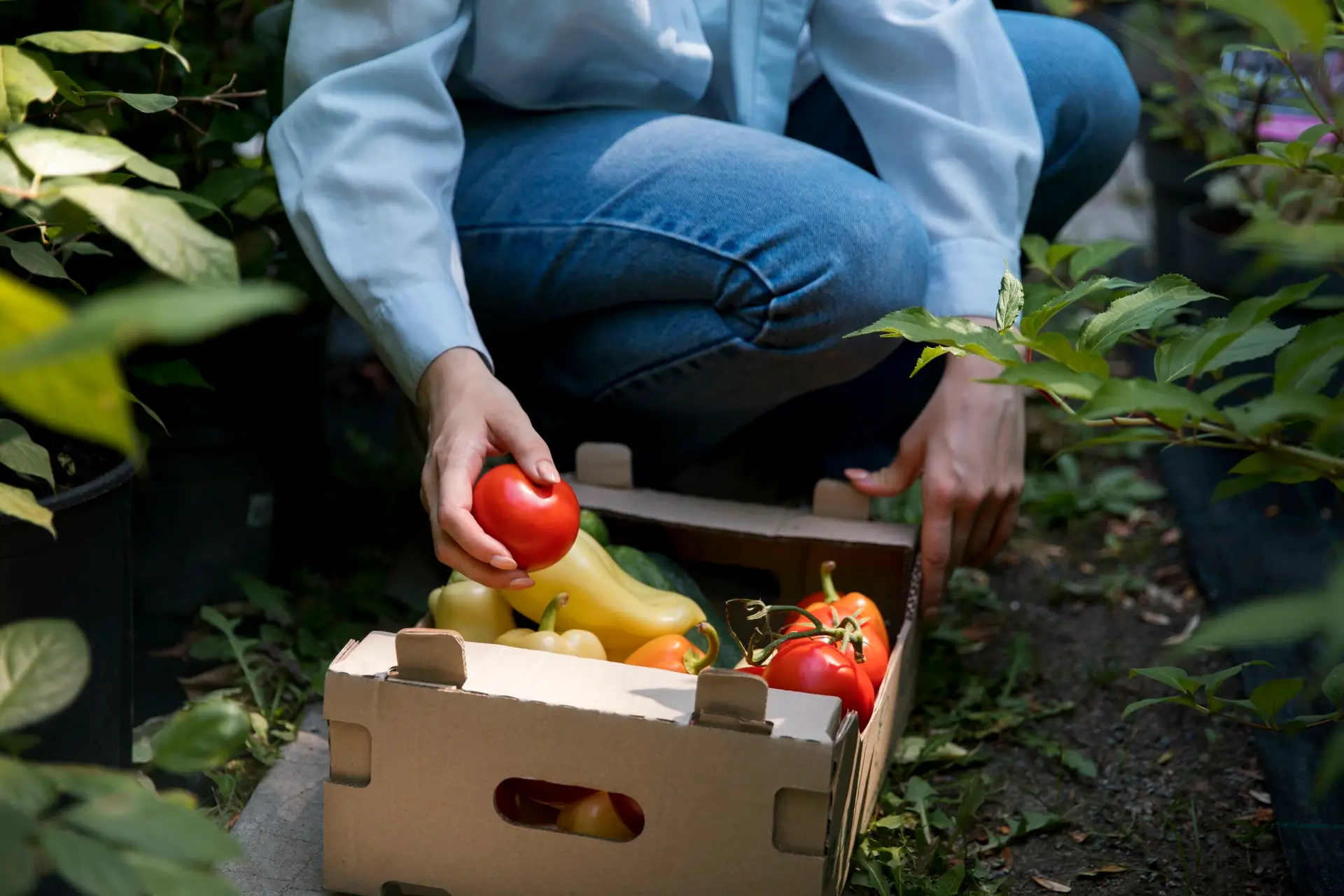 Une femme qui récolte des légumes et les pauses dans une cagette en carton