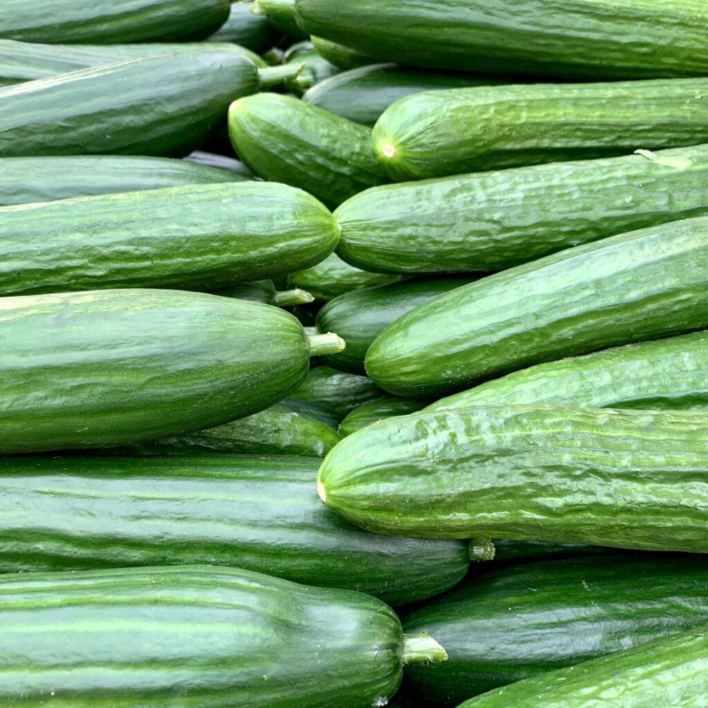 Concombres bio : à déguster en salade, en tzatziki ou à croquer nature.