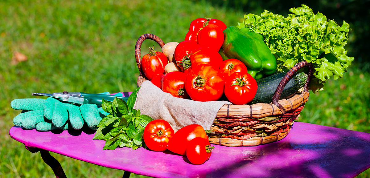 Un panier de légumes récoltés posé à côté d'une paire de gant et d'un sécateur
