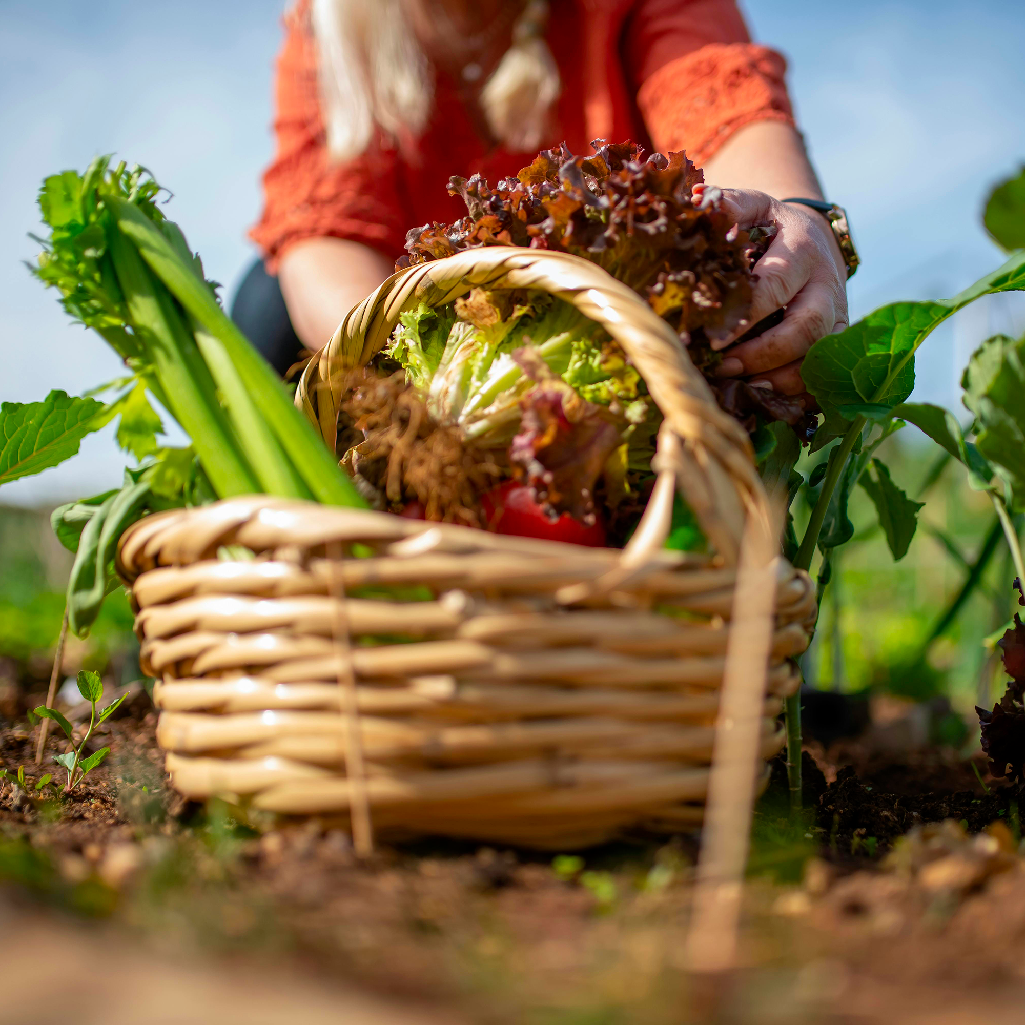 Une femme récolte des salades dans un panier
