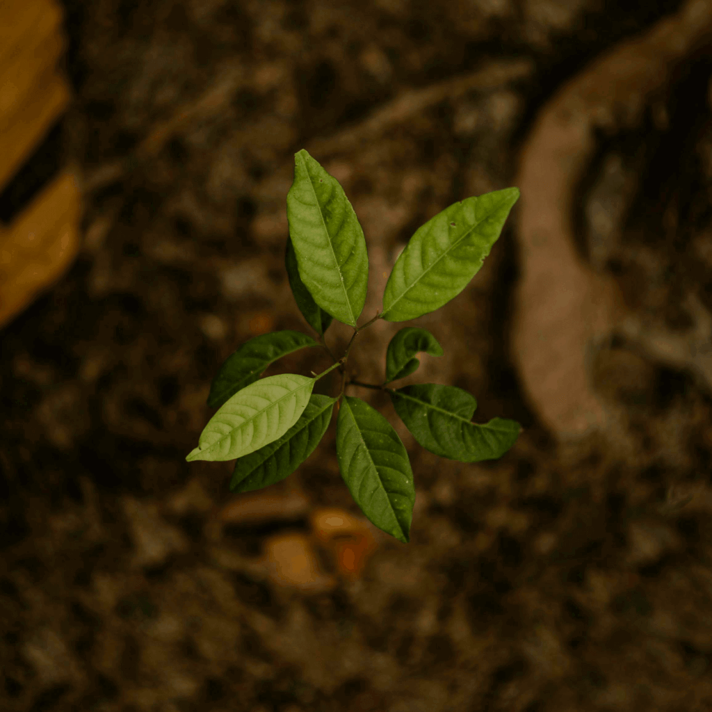Une jeune pousse de plante dans du terreau