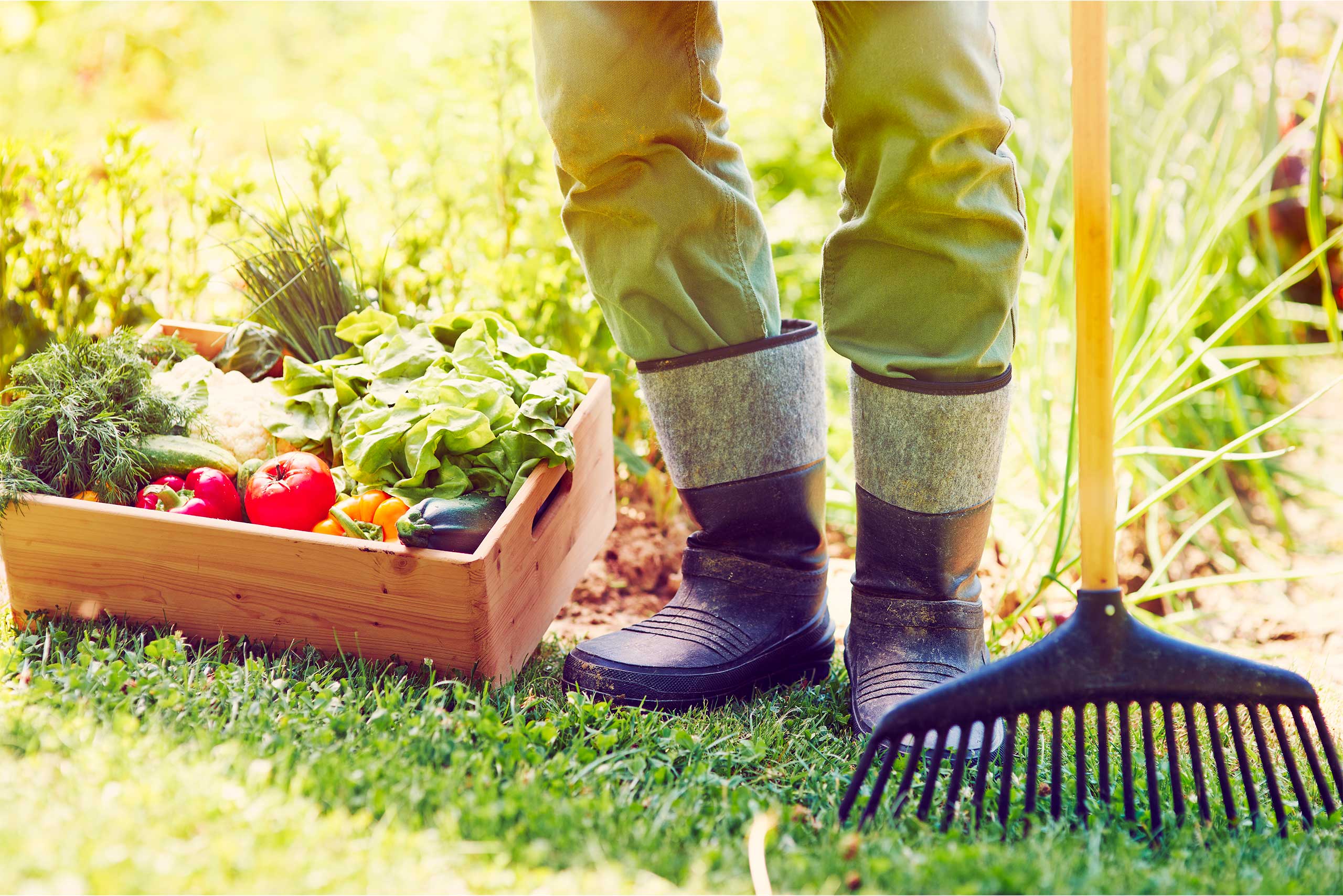Un panier de légumes posé à côté d'un cultivateur