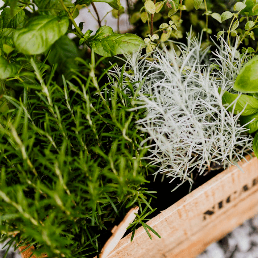 Herbes aromatiques dans une cagette