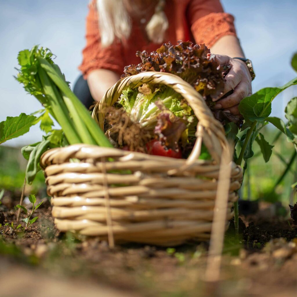 Une femme récolte des salades dans un panier