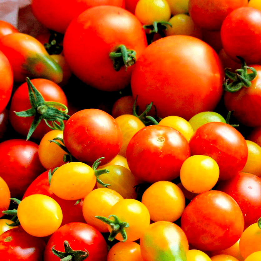 Tomates colorées