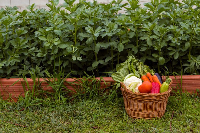Un panier de légume posé à côté de plantes